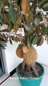 Bibit Durian Okulasi (Newborn) 3 Tahun Berbuah | Musangking Montong Duri hitam / Blackthorn Super Tembaga. Durian Berkualitas Tinggi - Lazada