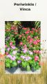 [Tropical Mount ] Periwinkle/ Vinca / 长春花 Live plant | Pokok hidup | 活植物 | Nithya kalyani plant | Nithiya kalyani flower |Random colour Pink/Red. 
