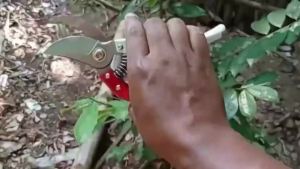 Pruning Shears Gunting Dahan Bunga Ranting Stek Alat Potong Dahan Garden Scissors Gunting Taman