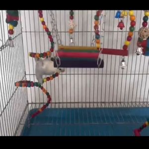 ของเล่นนก ชิงช้านก คอนไม้ ของเล่นนกแก้ว ของตกแต่งกรง ของใส่กรงนก สำหรับนกเล็ก นกแก้ว