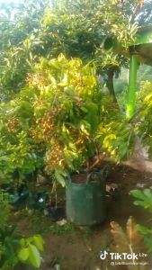 Bibit kllengkeng kristalin okulasi super tanaman buah buahan dalam pot tabulampot Kelengkeng Genjah Dan Modern Bibit Tanaman Berbuah Cepat - Lazada