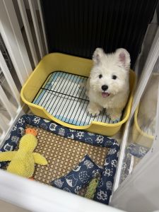 ที่ปัสสาวะสำหรับสุนัขขนาดใหญ่กลางเล็ก เครื่องมือที่ทำให้สุนัขปัสสาวะที่จุดเดียว ป้องกันการตกที่สุนัขปัสสาวะ อุปกรณ์สุนัข