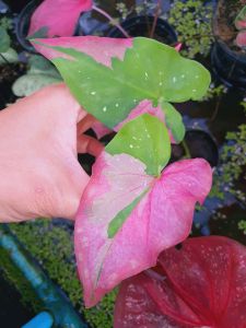 🌺ชายชล🌺พรมพิมาน🌺อัปสรสวรรค์🌺เทพเทวาป้ายสวย🌺บอนสีไทยแท้100% ผ่าจากแม่ป้ายนะค่ะ สีสันสด สวยมากๆค่ะ มีหลากหลายราคา และ หลายแบบให้เลือกค่ะ😁รบกวนอ่านรายละเอียด ก่อนสั่งซื้อนะคะ