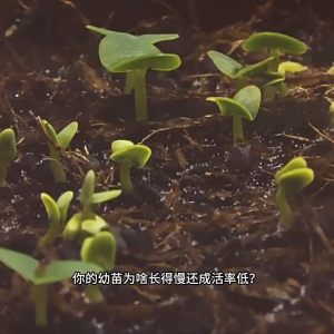 10Pcs Reusable Plant Protective Cover Insect Proof Seedling Cover Vegetable Seedling Windproof Cover