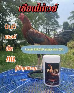 เซียนไก่เวร์ 💥🐥เวร์โปรตีสำหรับไก่ 200เเคปซูล เพียง 200.-เสริมสร้างกล้ามเนื้อให้ไก่ ฟื้นฟูกล้ามเนื้อหลังออกกำลังกาย กล้ามเนื้อดี บินดี ตีแรง ไม่มีสารที่เป็นอัตรายต่อไก่ เป็นเวย์ธรรมชาติ