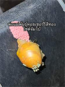 พ่อแม่พันธ์ุหอยเชอร์รี่สีทองจัมโบ้(จำศีล)