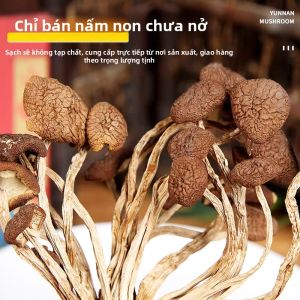 Nấm Tea Tree Khô Tươi Của Nông Dân Yunnan 250g