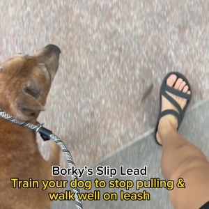 [SG Seller] Dog Slip Lead | Prevents pulling | Training Leash | Padded Handle Dog Leash | Machine washable