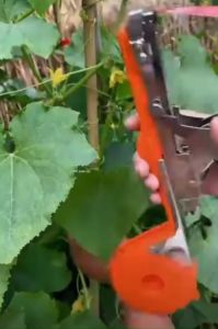 Bộ dụng cụ buộc cành tự động bộ kìm buộc chanh dây cà chua dưa leo nho( 1 máy buộc + 20 cuộn dây + 1 hộp ghim )