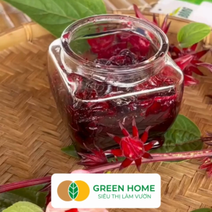 Hạt Giống Atiso Đỏ ( Bụp Giấm) Greenhome Gói 2gr~70 hạt Dễ Trồng Quanh Năm Nảy Mầm Cao Thu Hoạch Nhanh Năng Suất Cao T20