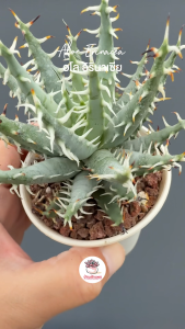Aloe Erinacea อโล อิรินาเซีย ไม้อวบน้ำ กู้หิน หลากหลายสายพันธุ์ อุปกรณ์สำหรับการดูแลสุขภาพ