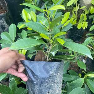 Ficus Microcarpa Gold / Pokok Pagar / Pokok Landskap (Live Plant)
