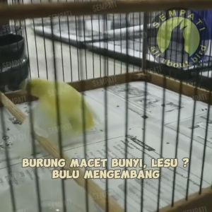 SEMPATI Super Terapi: Solusi Lengkap untuk Burung Berkicau