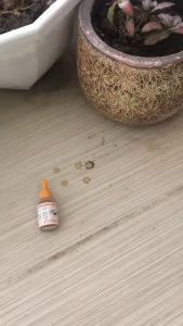 Combo 10 Chai Thuốc Diệt Kiến Sinh Học Thuốc Diệt Kiến Tận Gốc Hiệu Quả 100% An Toàn Cho Sức Khoẻ Con Người Và Vật Nuôi