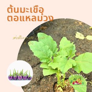 มะเขือตอแหลม่วง มะเขือสะดิ้ง มะเขือเปราะตอแหล ส่งพร้อมถุงดำ 6 นิ้ว ผักสวนครัว ผักสวนครัวปลูกง่าย ผักสวนครัวพร้อมปลูก ผักออร์แกนิก