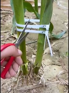 How to Use Horticultural Climbing Wire & Pergola Wrapping Techniques