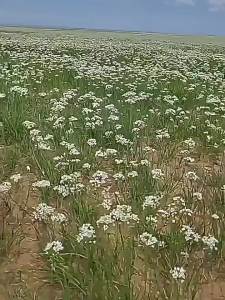 FANZUZHEN | No Additive Wild Grassland Chives Flower Sauce Bottled