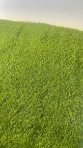 GRATIS BOX Sepatu Sneakers Casual Wanita Fashion Korea Shoes - 0335