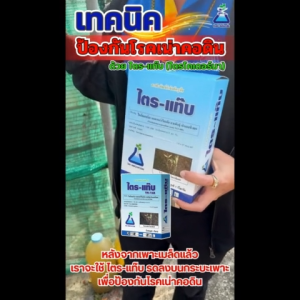 ไตร-แท๊บ 100 กรัม ชีวภัณฑ์กำจัดโรคพืช (ไตรแท๊บ) ปลอดสารเคมี Bio-Control of fungal diseases TRI-TAB (Trichoderma asperellum)