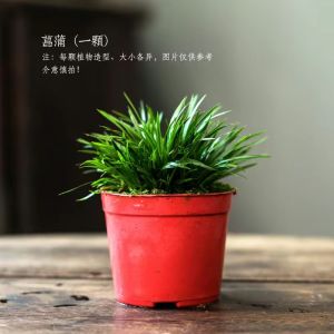 Creative Fish and Shrimp Shelter Hiding Hole Asparagus Fern Landscaping Basin Ceramic Home Living Room Decorations Micro Landscape Succulent Flower Pot