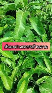 ต้นมะม่วงเพชรบ้านลาด ผลขนาดกลาง ผลดิบเปลือกสีเขียวให้รสเปรี้ยว เนื้อด้านในแน่นแข็งและกรอบ มีกลิ่นหอมเฉพาะตัว ผลสุกรสหวาน