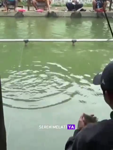 Essen Ikan Babon/Indukan dan Ikan Rame/Mix Essen Aroma Cabe Melati Sereh Usar Madu Salmon Tenggiri/Essen Harian dan Lomba