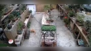 Automatic Cat Trap Cage: A Comprehensive Guide to Catch Wild & Stray Cats