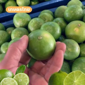 มะนาวแป้นเพชรบูรี ปลอดสาร ราคาถูก ลูกใหญ่ น้ำเยอะ มะนาว