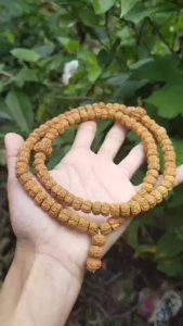 TASBIH 99 JENITRI RUDRAKSHA GENITRI ISI 99 BUAH TASBEH