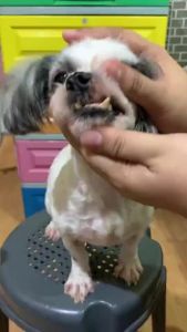 Gentle Paws  Dental  Teeth Cleaner For Dogs Cats  Toothbrush Remove Tartar Clean
