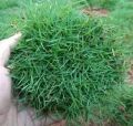 rumput jepang/rumput taman rumput peking Uk 100cm x 50cm. 