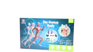 Human Body Anatomy Skeleton & Organ DIY Assembly STEM STEAM Science experiment kit Sains Badan Mainan kanak人体器官骨骼模型DIY...