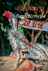 ไข่เชื้อไก่ชน ชุด 5 ฟอง เจ้าเสือดาว(พ่อกัสตูโซ่/แม่กระทิง) ไข่มีเชื้อสำหรับฟัก ไข่เก็บสดทุกวัน รอจัดส่งตามคิว อาจใช้เวลาในการรอคิว ราคาต่อ 1 ฟอง