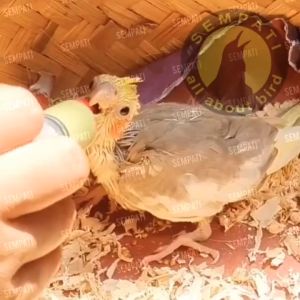 SEMPATI Suntikan Spuit Spet One Med 10 Ml Untuk Injeksi Vitamin Obat Ke Tubuh Burung Lovebird Kenari Murai Kacer Anis Cucak Dll CPKBMB3