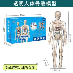 Educational Medical Model Human Body Structure Eye Ball Organ Anatomy Skeleton Toy for Children above 6 Years Old Boys And Girls