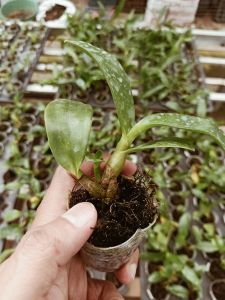 Seedling Dendrobium Nindii Bibit Bunga Anggrek Dendro Species Unik Cantik Papua Spesi