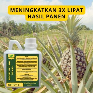 Pupuk Semprot Pelebat Buah NANAS Pupuk Pelebat Buah NANAS Pupuk Penyubur Buah NANAS ZPT