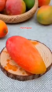 Bibit Mangga Red Ivory Okulasi Cepat Berbuah