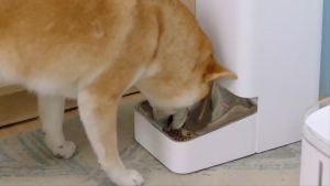 Xiaomi Mijia Smart Pet Feeder Automatic Food Dispenser XWPF01MG Auto Feeding Machine Regular Smart Scene Linkage