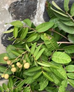 Pohon Kelengkeng Aroma Durian Bibit Super Unggul / Cepat Berbuah / Sudah Berbunga