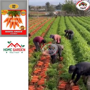 Benih Bibit Sayuran WORTEL ANGGUR 500 Biji Wortel Manis Tipe Berastagi Merah