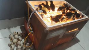 Máy ấp trứng thông minh Lộc Phát cỡ 100 trứng gà vịt đảo tự động