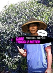 Bibit Cabe Keriting Lokal SINGKARAK Tinggi 2 m (10 gr)