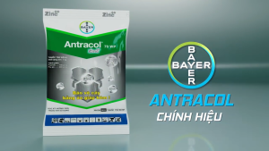 ( Bayer CropScience ) ANTRACOL 70WP (100G) - THUỐC TRỪ BỆNH PHỔ RỘNG - Hàng Hiệu Chính Hãng
