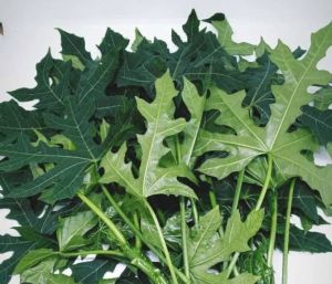 Daun pepaya jepang segar organik