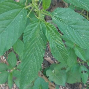 Saluyot 50 Seeds Outdoor Garden Plant