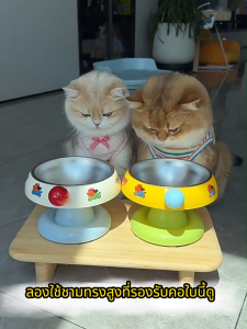 Pawblic 🎀 ชามอาหารแมว ชามสแตนเลส 2ชั้น ถอดล้างได้ มีขอบยางกันลื่น ทรงยกสูง ชามเอียงขาสูง ทําความสะอาดง่าย