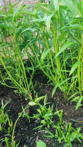 Benih Kangkung Super Murah 1Kg Daun Sedang Produk Unggulan Permata Baru I Original Kemasan Pabrik!
