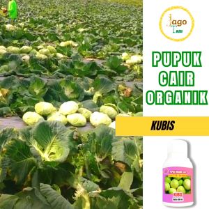 Pupuk Organik Cair Booster Percepat Pertumbuhan Dan Pembesar Kubis 100 Ml By Jagotani Yogyakarta