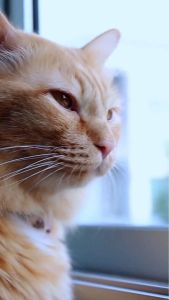 LUMIPET Tetes Mulut Kucing Anjing Sariawan Radang Bau Mulut dan Pembersih Plak Karang Gigi Hewan Perawatan Luka Mulut Secara Alami